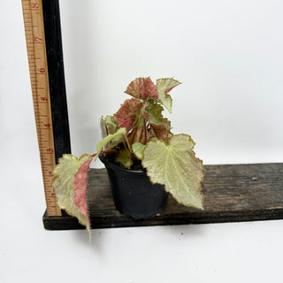 Begonia 'Madhatter' [#1687]