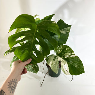 Monstera deliciosa var. borsigiana albo-variegata [#1965]
