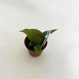 Anthurium 'Prince of Darkness' x self - 2 Seedlings [#1438]