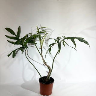 Philodendron pedatum var. Quercifolium (Non-TC) [#1846]