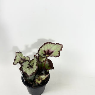 Begonia 'Sardanna' [#2147]