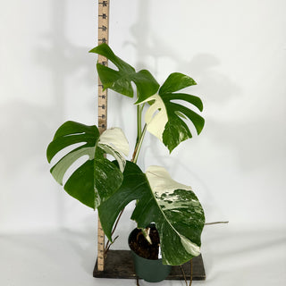 Monstera deliciosa var. borsigiana albo-variegata [#1486]