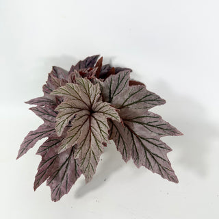 Begonia 'Lamoon' [#2051]