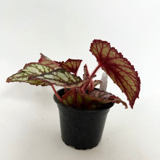 Begonia 'Marion Palmer'