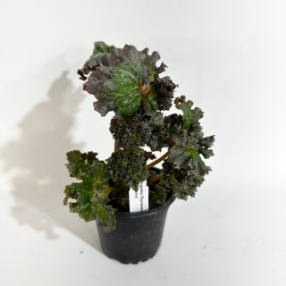 Begonia 'Harmony's Daenerys'