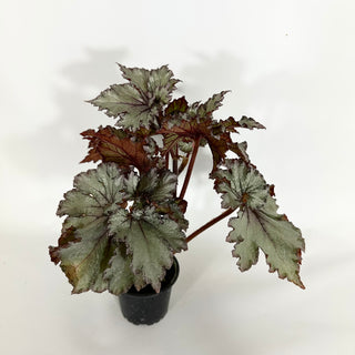 Begonia '50 Shades of Gray' [#1148]