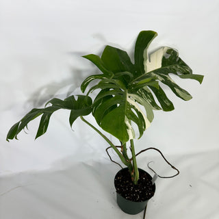 Monstera deliciosa var. borsigiana albo-variegata [#1521]