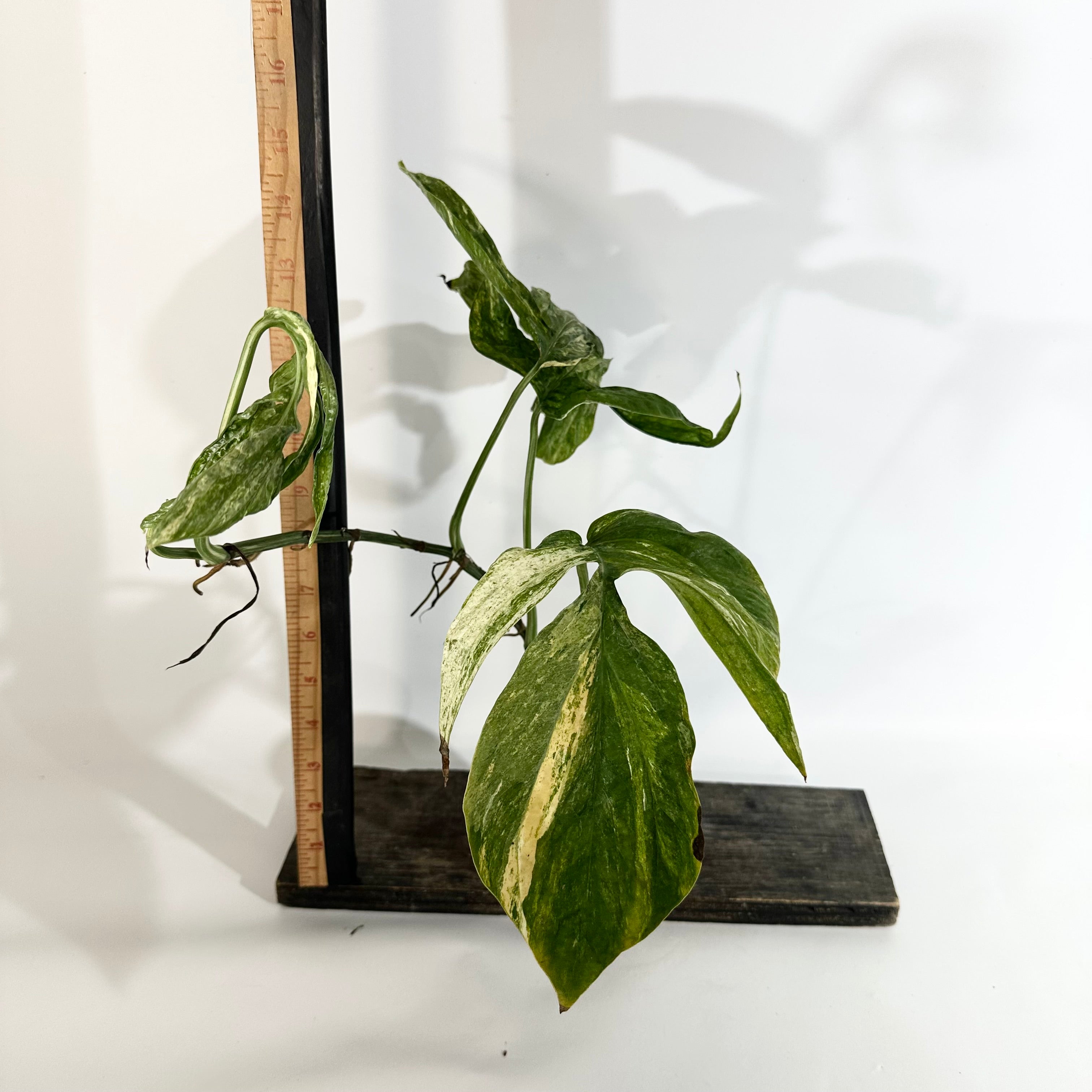 Z-5061 - Amydrium zippelianum variegata – Steve's Leaves