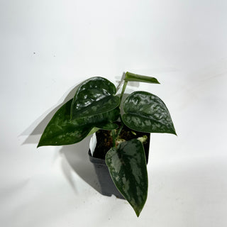 Scindapsus pictus 'Black Mamba' [#1933]
