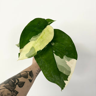 Z-5159 - Syngonium chiapense variegated
