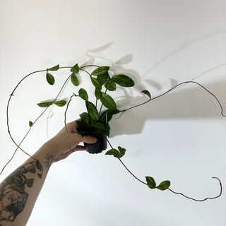 Hoya crassipetiolata (Splash) [#2143]