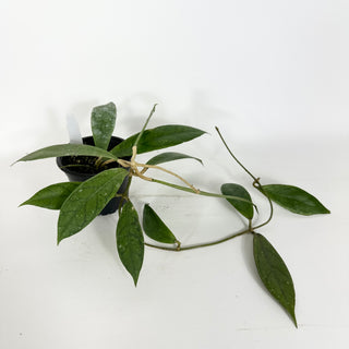 Hoya PMP 173-B [#2283]