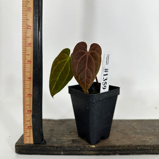 Anthurium 'Doc Block F2' x Variegated ('Ace of Spades'/papillilaminum) [#1359]