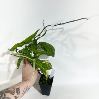 Z-5018 - Amydrium zippelianum variegata