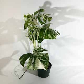 Z-5023 - Monstera deliciosa var. borsigiana albo-variegata