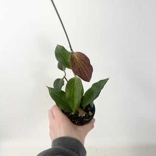 Hoya hellwigiana [#1605]