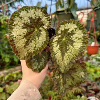 Begonia 'Old Blue'