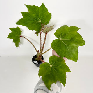 Begonia 'Ricinifolia' [#2127]