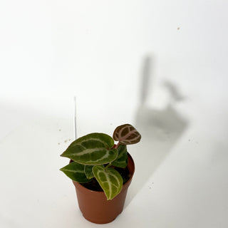 Z-4814 - Anthurium 'Tezula Dreamweaver'/dorayaki x 'Chuck Norris' - Seedling