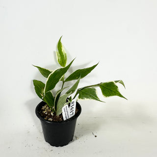 Hoya polyneura (outer variegated) [#1617]