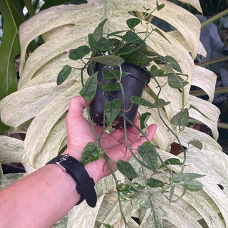 Epipremnum pinnatum "White Ghost" (Variegated Cebu Blue - Winter Colors)