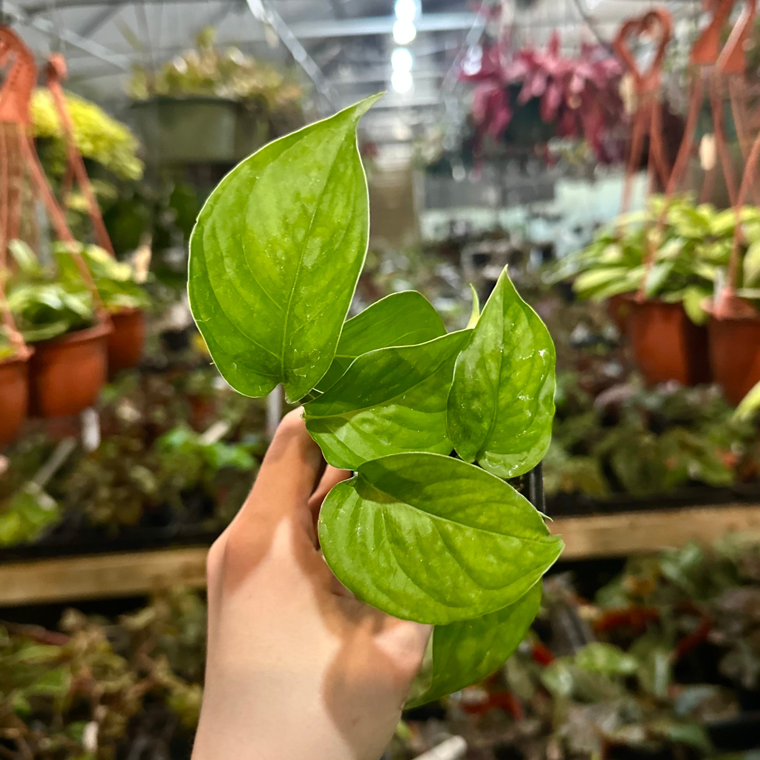 philodendron tenue long leaves Philodendron tenue aff
