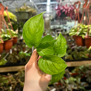 Philodendron tenue aff.