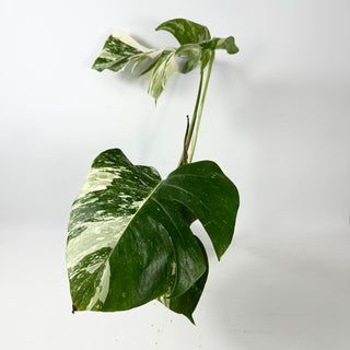 Monstera deliciosa var. borsigiana albo-variegata [#2348]