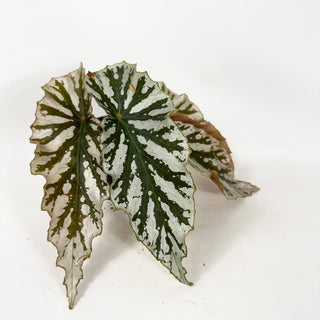 Begonia 'Silver Beauty' [#1943]