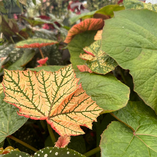 Begonia 'Gideon'