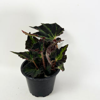 Begonia 'Texas Red Star'