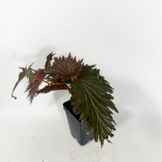 Begonia serratipetala 'Miri' [#2059]
