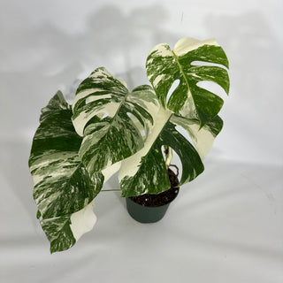 Z-4521 - Monstera deliciosa var. borsigiana albo-variegata