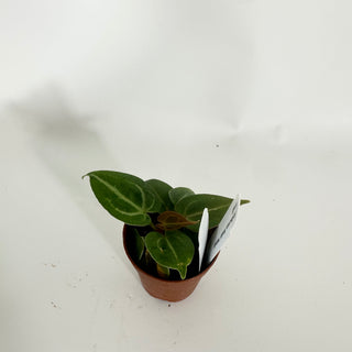 Anthurium 'Brielle'/'Michelle' x self - 2 Seedlings [#1516]