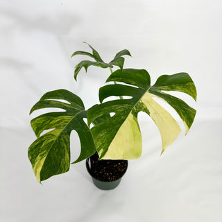 Z-4596 - Monstera deliciosa 'Marmorata'