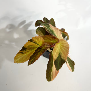 Begonia ‘Withlacoochee’ (Variegated) [#1734]
