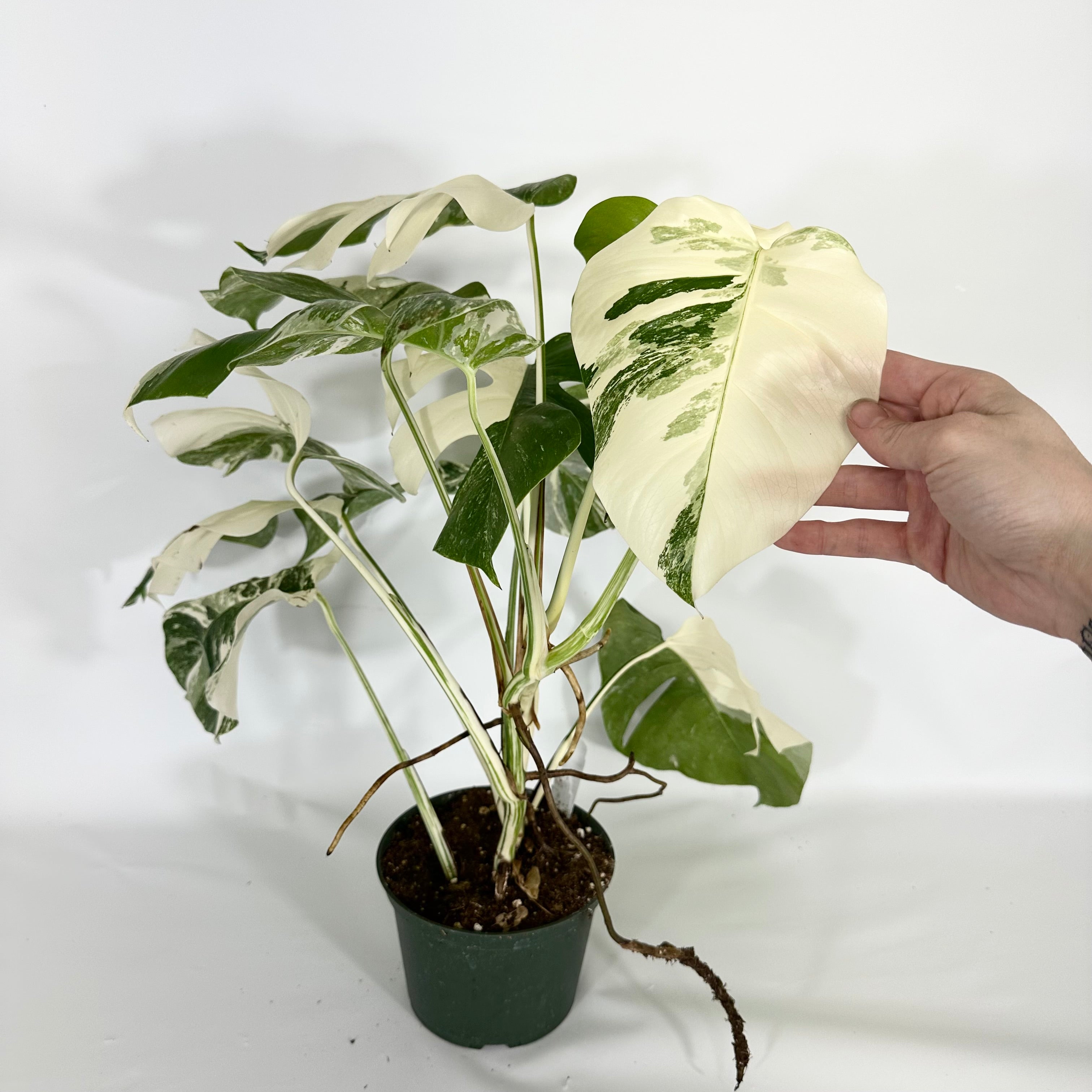 Monstera deliciosa var. borsigiana albo-variegata - Two