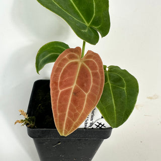 Anthurium 'Big Bertha' x 'Arnold Schwarzenegger' [#2076]