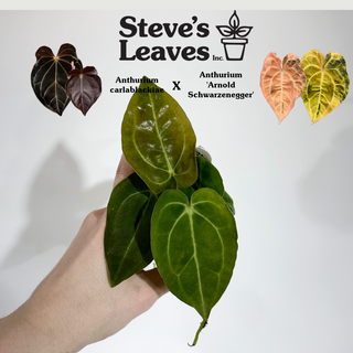 Anthurium carlablackiae x 'Arnold Schwarzenegger' - 2 Seedlings [#1623]
