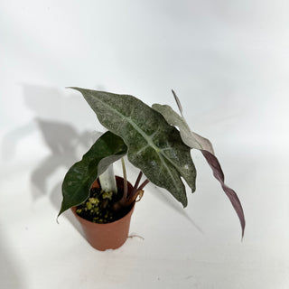 Alocasia 'Polly' (pink mint) [#1957]