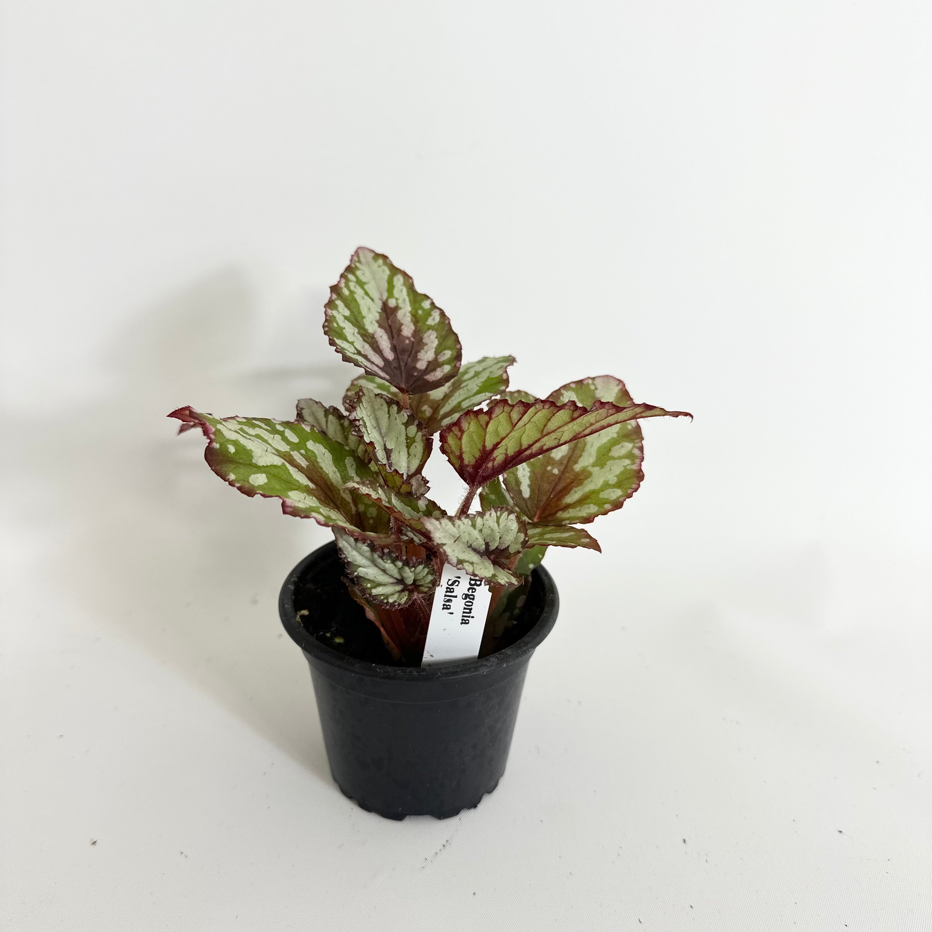 anthurium salsa Begonia 'Salsa'