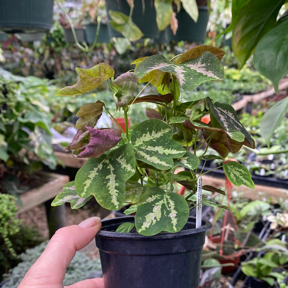 Passiflora Trifasciata Three Banded Passion Vine Steve S Leaves