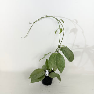 Hoya coriacea (silver) [#2363]