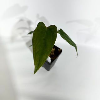 Anthurium 'Prince of Darkness' x indo portillae [#1785]