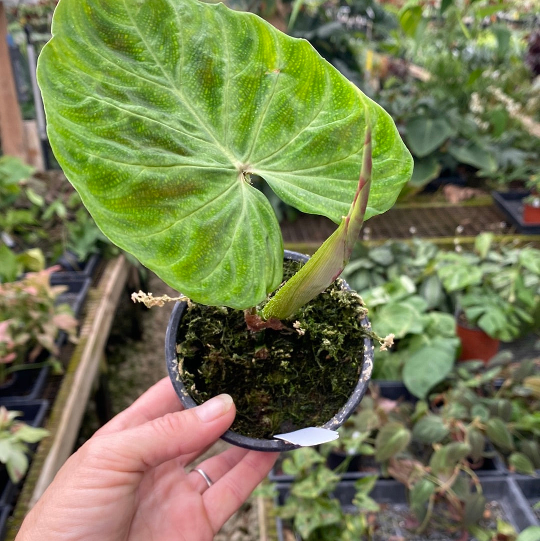 philodendron verrucosum for sale Philodendron verrucosum
