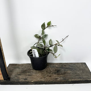 Hoya lacunosa 'Black Aurora' [#2409]