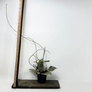 Hoya mitrata (silver) [#1729]