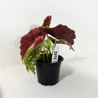 Begonia maculata (Variegated) [#2093]