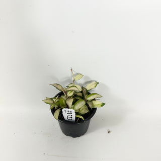 Hoya lacunosa minara [#1723]