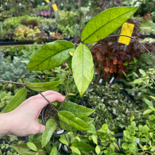 Hoya sp. Singapore